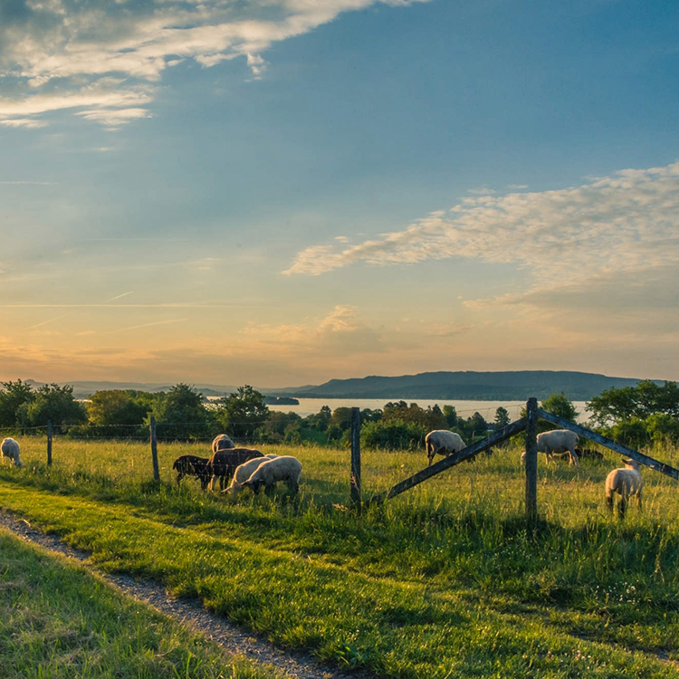 champs au coucher de soleil